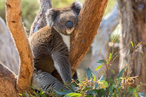 Mount Lofty Hike And Cleland Wildlife Park Day Trip From Adelaide - Tourism Brisbane 2