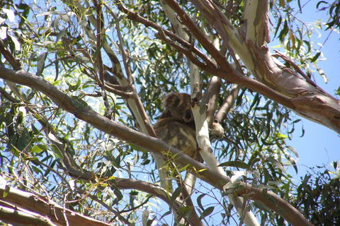 Stradbroke Island 4WD Day Trip From Brisbane - Brisbane 4u 0