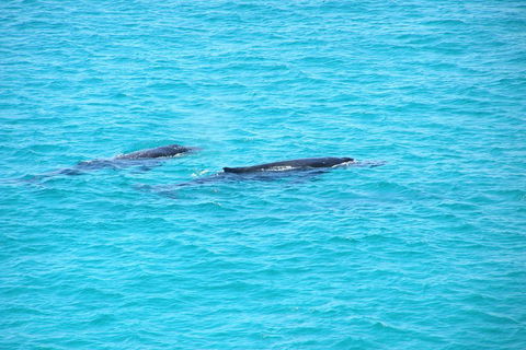 Stradbroke Island 4WD Day Trip From Brisbane - Brisbane 4u 4