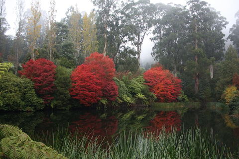 LGBT+ Friendly Full Day Yarra Valley & Dandenong Ranges Private Tour - Tourism Brisbane 2