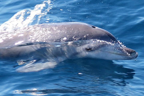 Jervis Bay Dolphin Watch Cruise - Brisbane Tourism 0