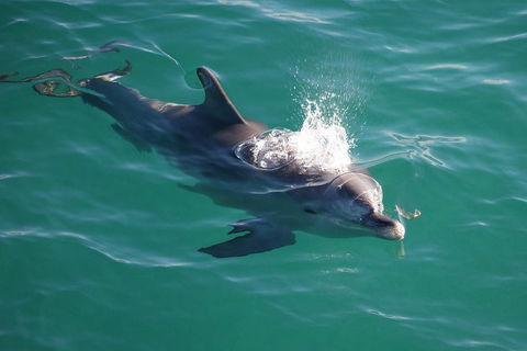 Jervis Bay Dolphin Watch Cruise - Brisbane Tourism 1