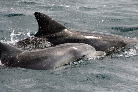 Jervis Bay Dolphin Watch Cruise - Brisbane Tourism 2