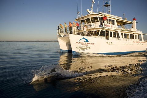 Jervis Bay Dolphin Watch Cruise - Brisbane Tourism 3