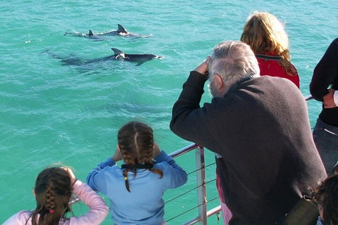 Jervis Bay Dolphin Watch Cruise - Brisbane Tourism 4