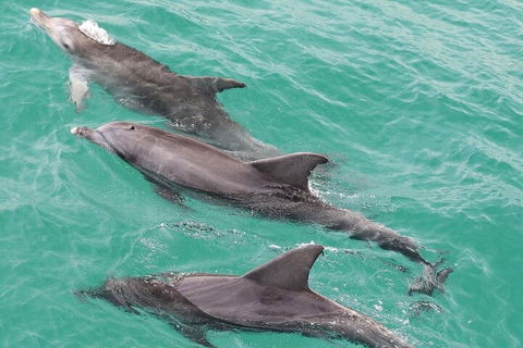 Jervis Bay Dolphin Watch Cruise - Brisbane Tourism 5