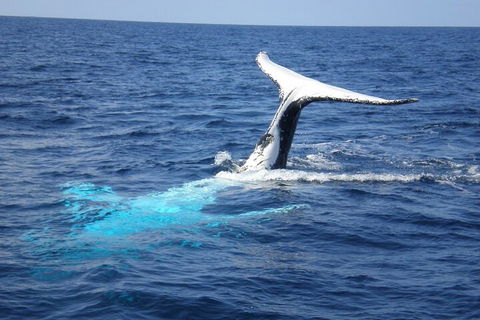 Whale Watching Jervis Bay - Tourism Brisbane 0