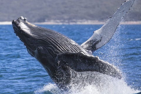 Whale Watching Jervis Bay - Tourism Brisbane 2