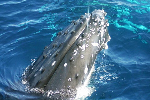 Whale Watching Jervis Bay - Tourism Brisbane 3
