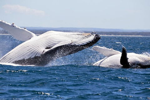 Whale Watching Jervis Bay - Tourism Brisbane 5