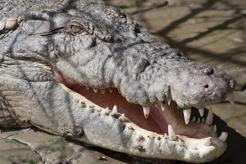 Whitsunday Crocodile Safari Including Lunch - Tourism Brisbane 1