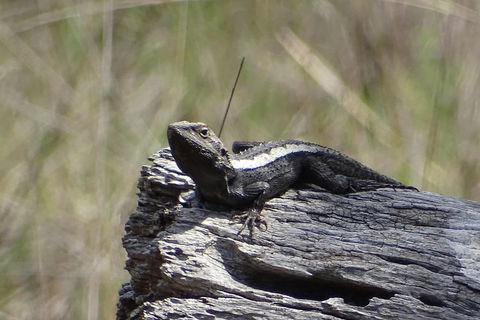 Inside The Greater Blue Mountains World Heritage - A Private Wildlife Safari Overnight - Tourism Brisbane 2
