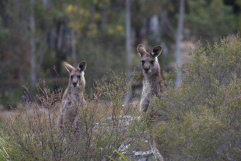 Inside The Greater Blue Mountains World Heritage - A Wildlife Safari Overnight - Tourism Brisbane 2