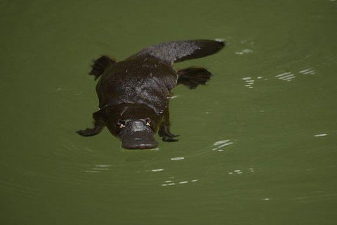 Inside The Greater Blue Mountains World Heritage - A Wildlife Safari Overnight - Tourism Brisbane 5