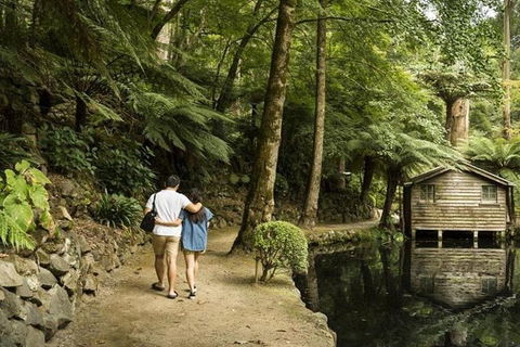 Discover Tour: Dandenong Ranges & William Ricketts Sanctuary - Tourism Brisbane 0