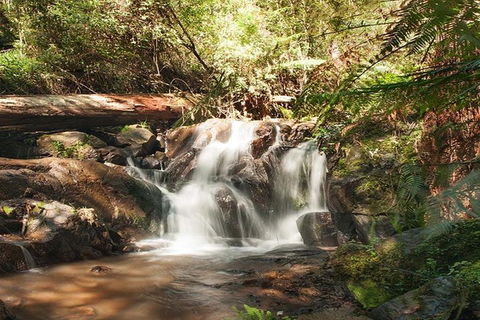 Discover Tour: Dandenong Ranges & William Ricketts Sanctuary - Tourism Brisbane 1