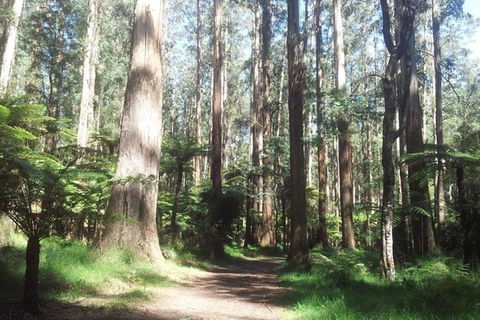 Discover Tour: Dandenong Ranges & William Ricketts Sanctuary - Tourism Brisbane 5