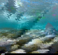 Manly and Shelly Beach Snorkeling Tour - Tourism Brisbane