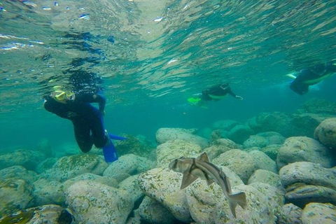 Manly And Shelly Beach Snorkeling Tour - Tourism Brisbane 1