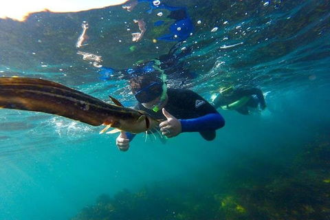 Manly And Shelly Beach Snorkeling Tour - Tourism Brisbane 3