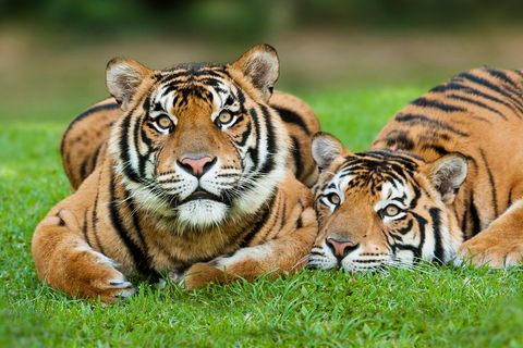 The Ultimate Gold Coast Attractions Pass - Brisbane Tourism 2
