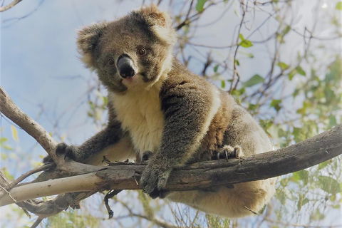 Kangaroo Island Scenic Trail Tour - Tourism Brisbane 2