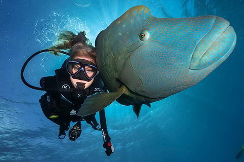 Great Barrier Reef Snorkeling And Diving Cruise From Cairns - Tourism Brisbane 0