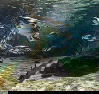 SEA LIFE Sydney Aquarium Entrance Ticket - Tourism Brisbane