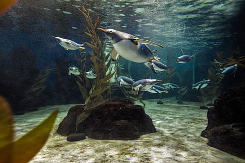 SEA LIFE Sydney Aquarium Entrance Ticket - Brisbane 4u 0