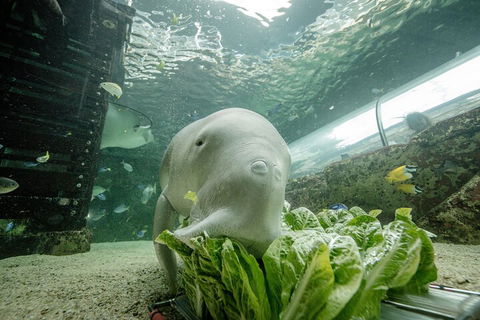 SEA LIFE Sydney Aquarium Entrance Ticket - Brisbane 4u 2