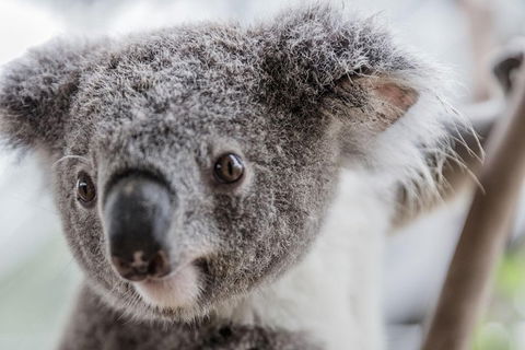 Ultimate Sydney Pass - Tourism Brisbane 2