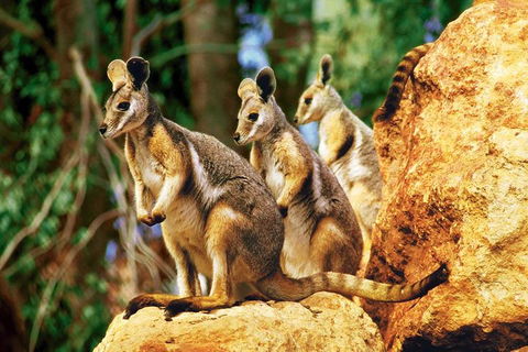 Sydney Harbour Hop On Hop Off Cruise With Taronga Zoo Entry - Tourism Brisbane 4