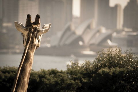 Sydney Harbour Hop On Hop Off Cruise With Taronga Zoo Entry - Tourism Brisbane 5