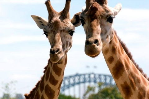 Sydney Harbour Ferry With Taronga Zoo Entry Ticket - Tourism Brisbane 1