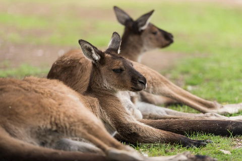 Private Ballarat And Sovereign Hill Tour From Melbourne - Tourism Brisbane 0