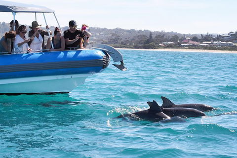 Seal Island Boat Tour From Victor Harbor - Brisbane Tourism 5