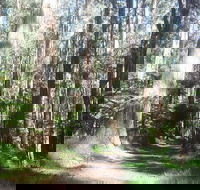 Dandenong Ranges Private Tour Including William Ricketts Sanctuary - Tourism Brisbane