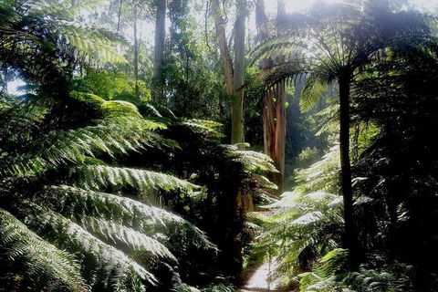 Dandenong Ranges Private Tour Including William Ricketts Sanctuary - Tourism Brisbane 1