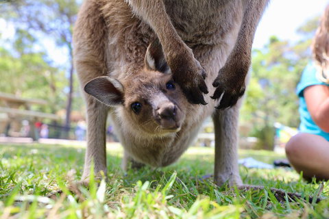 Luxury Hunter Valley Wildlife, Wine & Vodka Tasting Tour From Sydney - Tourism Brisbane 3
