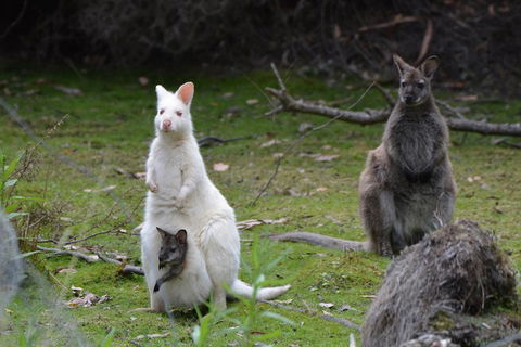 Full-Day Guided Bruny Island Tour From Hobart - Tourism Brisbane 0