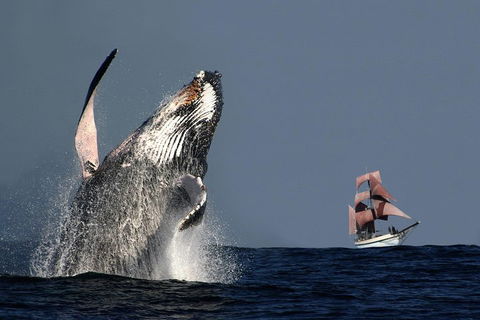Sydney Harbour Tall Ship Whale & Sail - Whale Watching Cruise - Tourism Brisbane 0