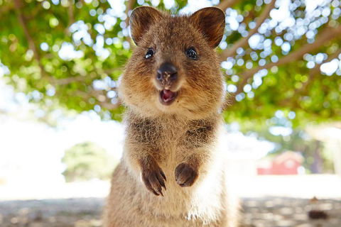 Discover Rottnest With Ferry & Bus Tour From Perth Or Fremantle - Tourism Brisbane 0