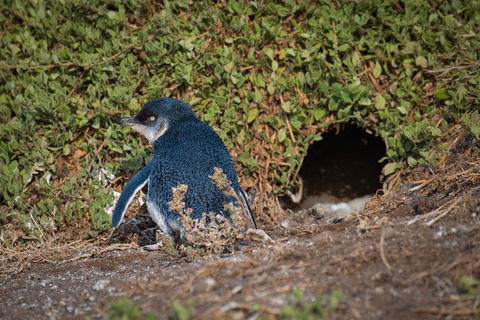 Small-Group Phillip Island Penguin Parade Day Tour From Melbourne - Tourism Brisbane 1