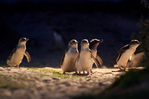 Small-Group Phillip Island Penguin Parade Day Tour From Melbourne - Tourism Brisbane 5