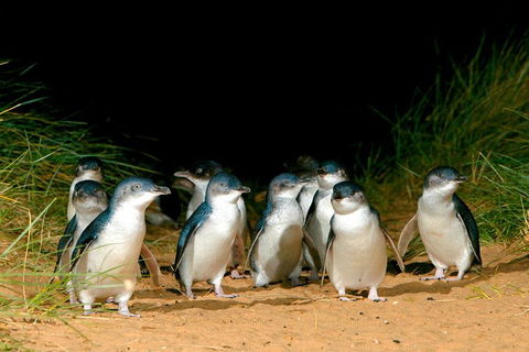 Puffing Billy, Moonlit Sanctuary & Penguins Day Tour - Tourism Brisbane 0