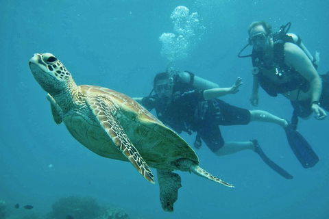 Ocean Freedom Great Barrier Reef Personal Luxury Snorkel & Dive Cruise, Cairns - Brisbane 4u 4