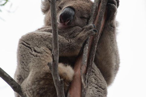 2-Day Kangaroo Island 4WD Small-Group Tour From Adelaide - Tourism Brisbane 0