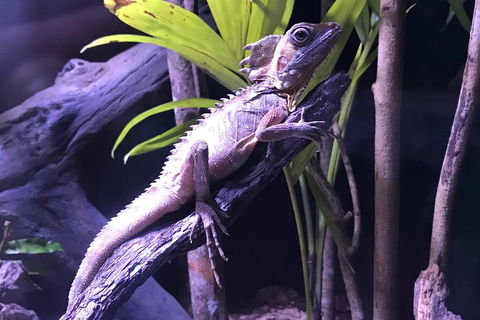 Cairns Aquarium Admission Ticket - Tourism Brisbane 0