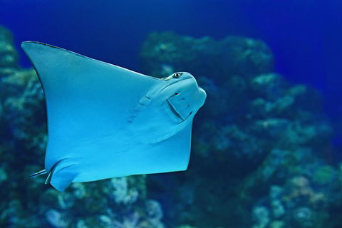 Cairns Aquarium Admission Ticket - Tourism Brisbane 2