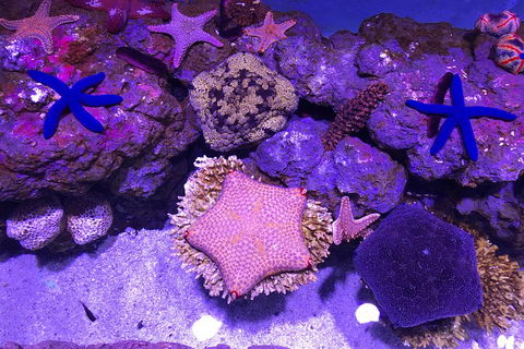 Cairns Aquarium Admission Ticket - Tourism Brisbane 5